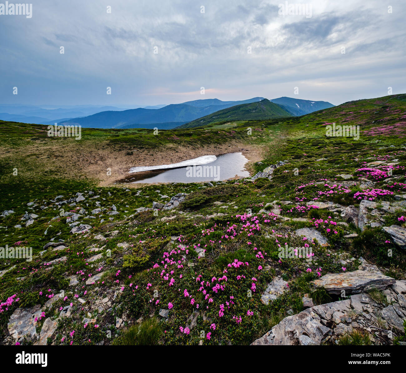 Pink rose rhododendron flowers on summer mountain slope and melting ...