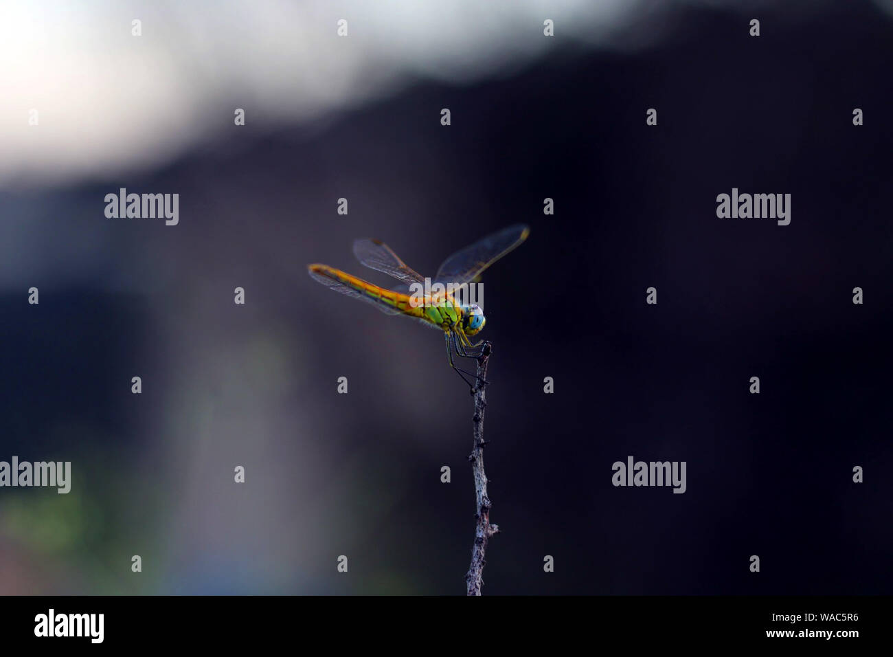 Dragonfly on top of a branch in the forest - Macro, animals, insects ...