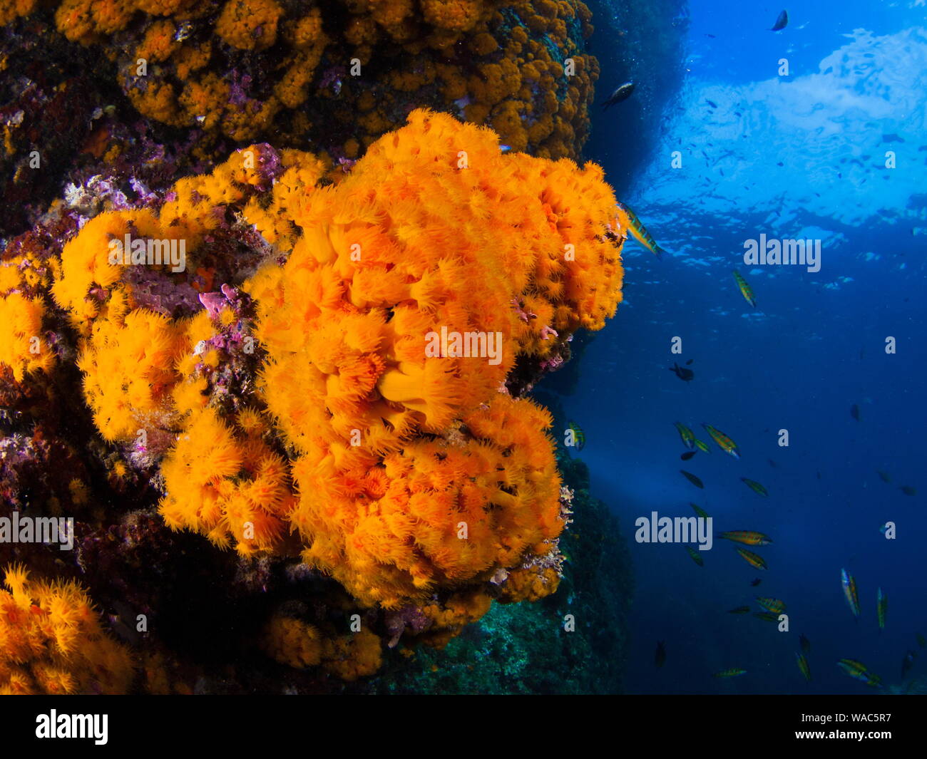 Orange coral polyp (Astroides calycularis) over underwater rocks. Stock Photo