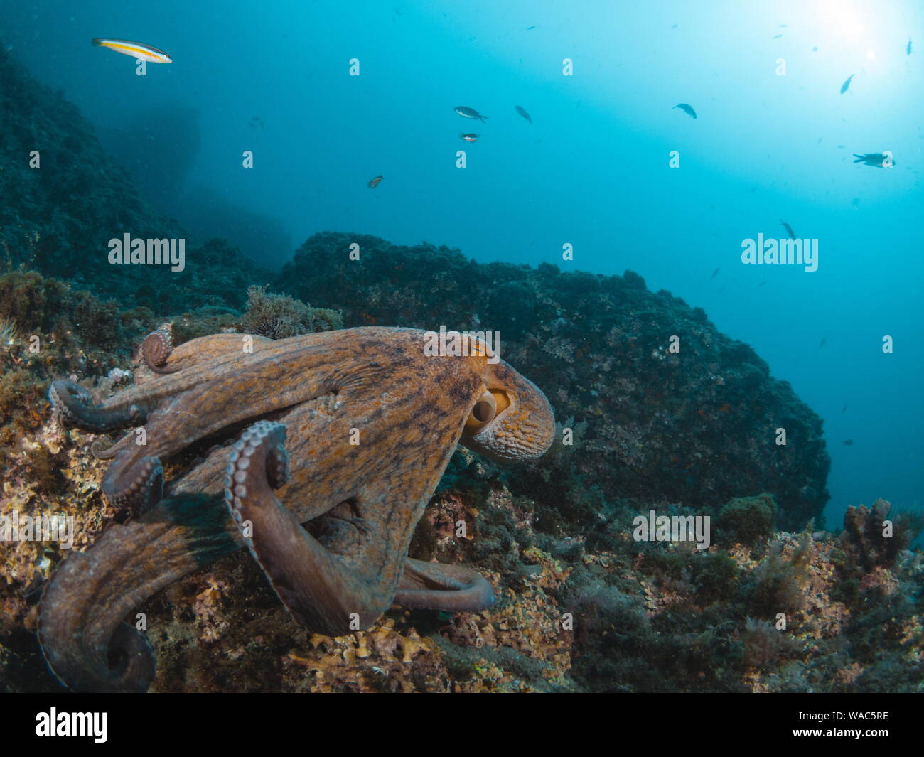 A common octopus (Octopus vulgaris) in the mediteranean sea Stock Photo ...