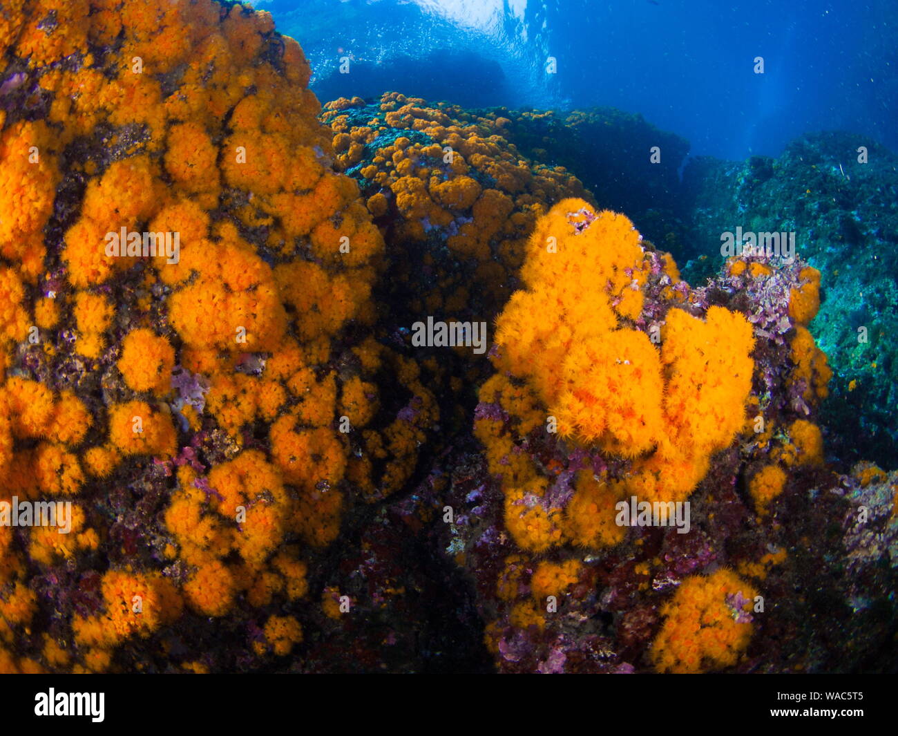 Orange coral polyp (Astroides calycularis) over underwater rocks. Stock Photo