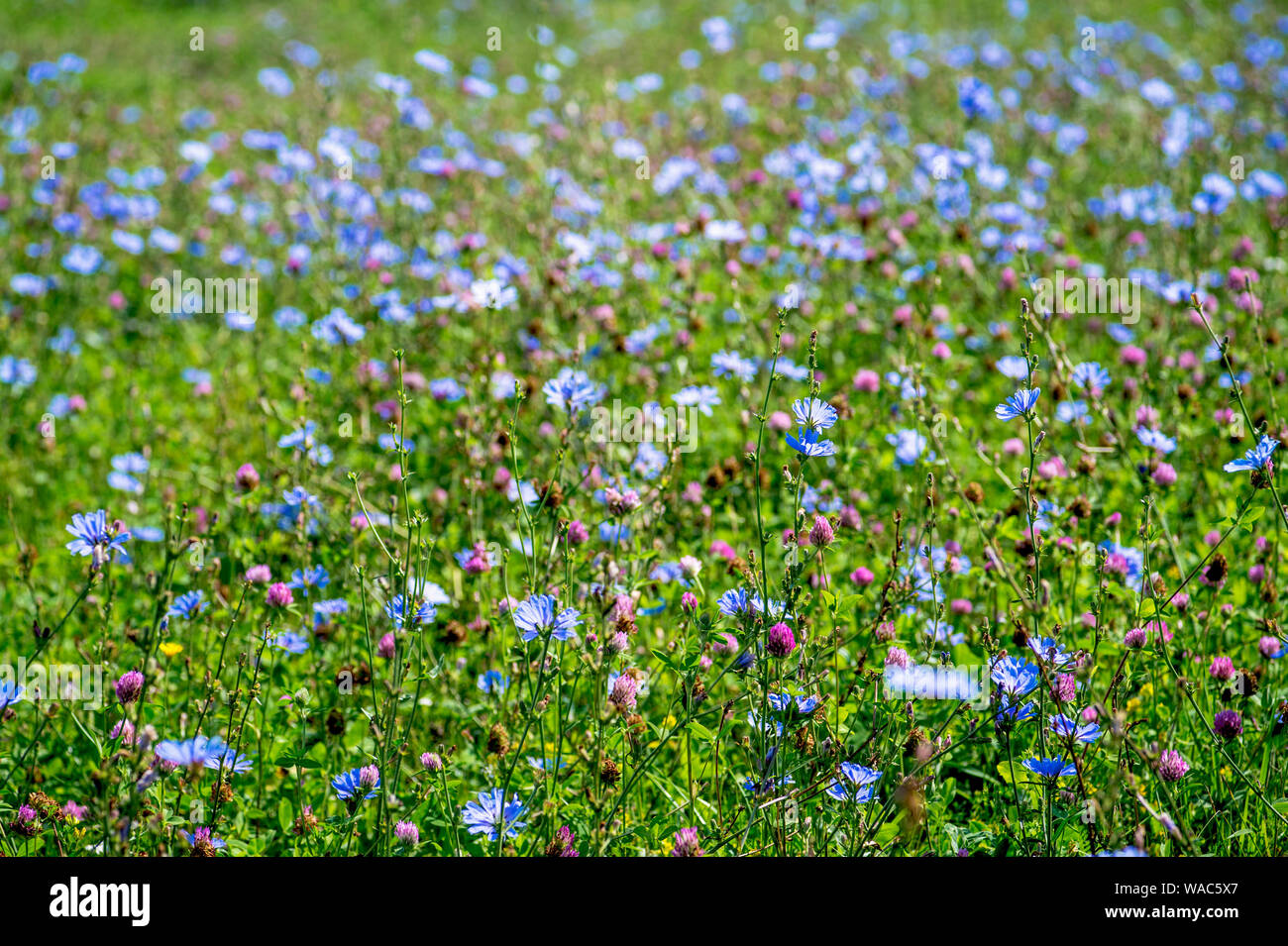 Blue flowers of chicory large on the background of summer flowering ...