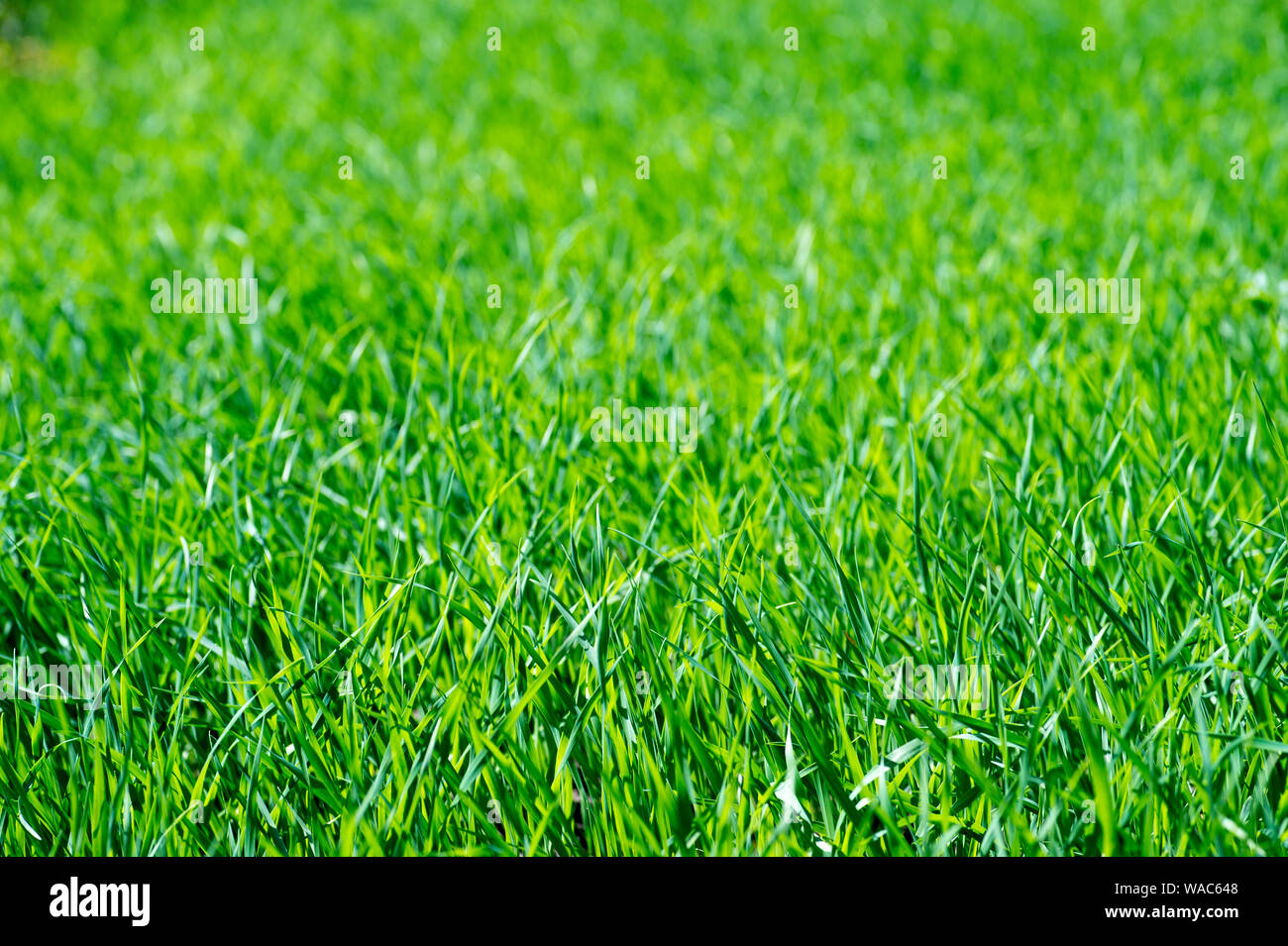 Young green grass in sunlight. Organic texture. Stock Photo