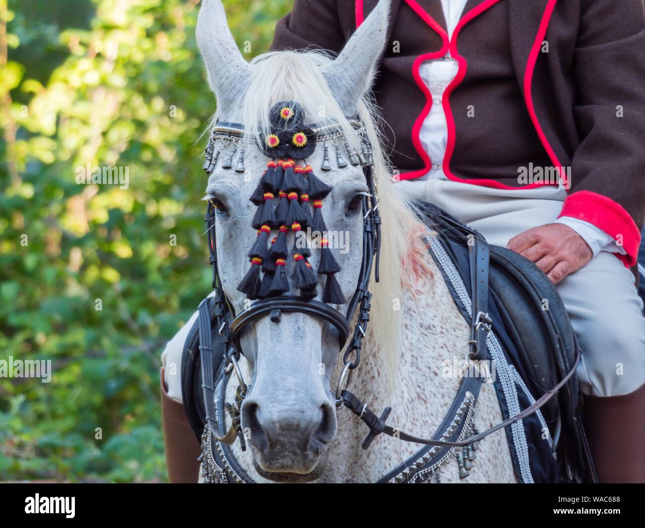 Riding horse headshot eyeshot animal portrait during Trka na prstenac Race for Prstenac ring in Barban in Istria Croatia Stock Photo