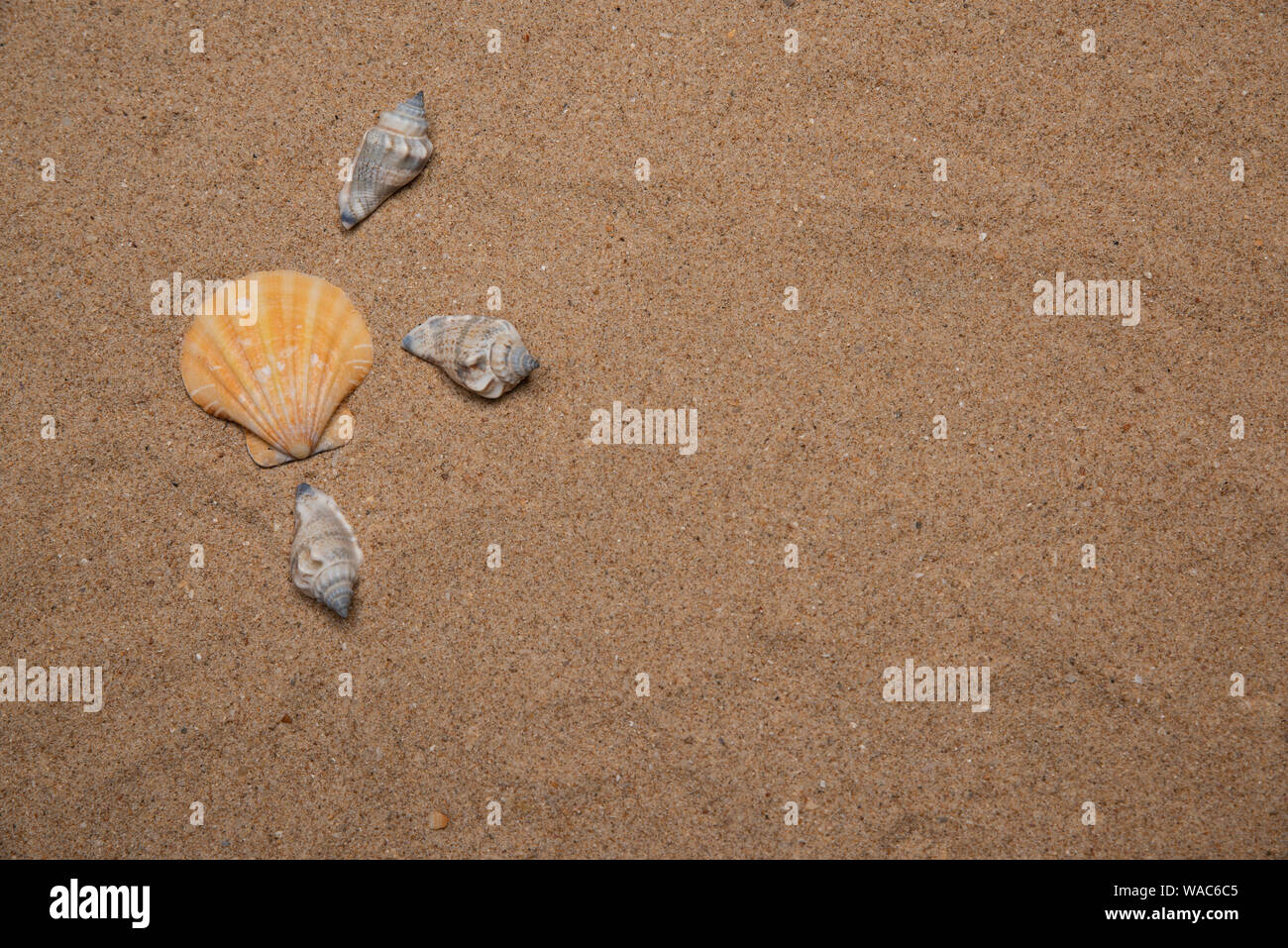 Shells laying on fine sand - shot in flat lay landscape mode Stock Photo