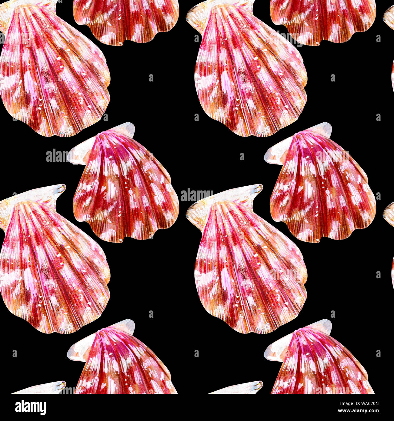 Seamless pattern of isolated sea shells scallops. Mother of pearl with pink clam Pectinidae on a black background. Nature of the World Ocean. Summer s Stock Photo