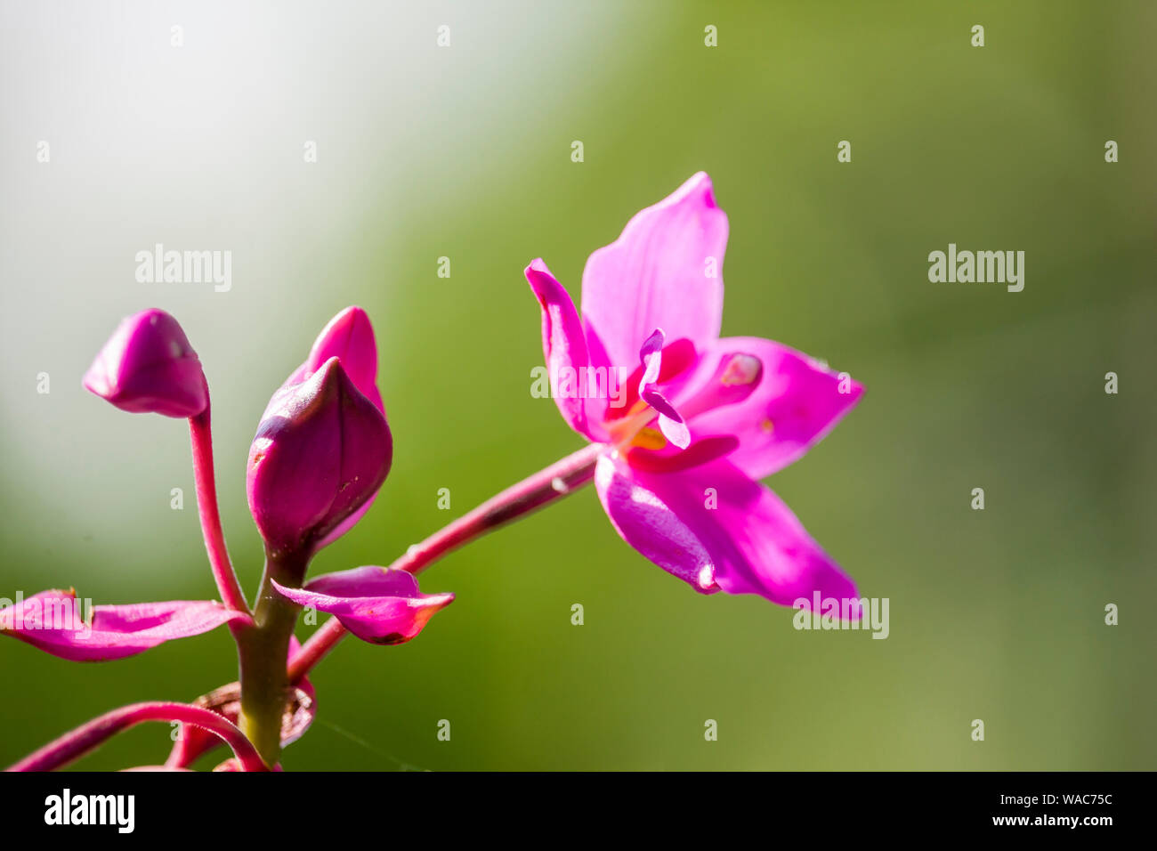 Beautiful Small Pink color Flower Stock Photo