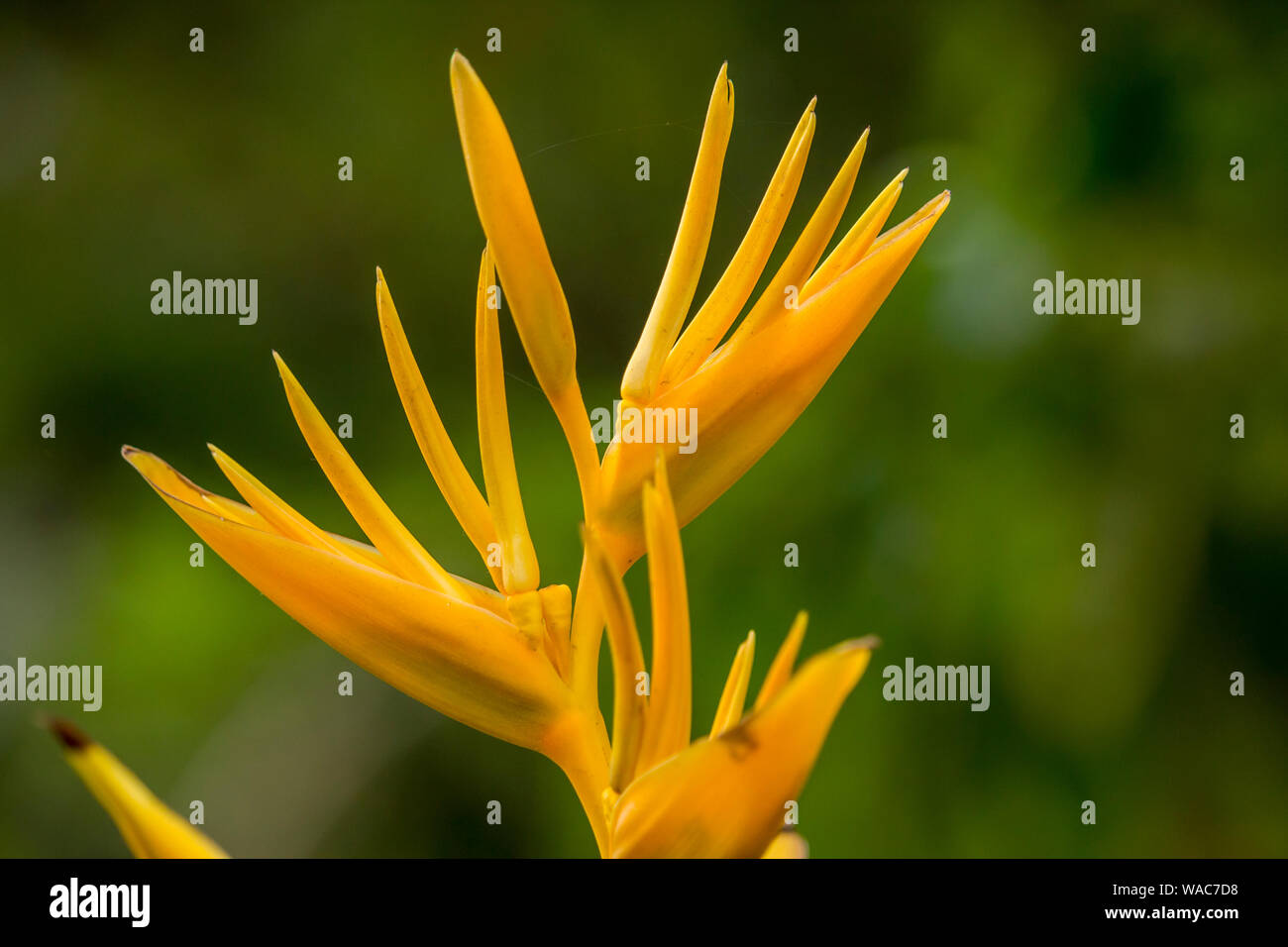 Heliconia psittacorum Golden Torch Stock Photo