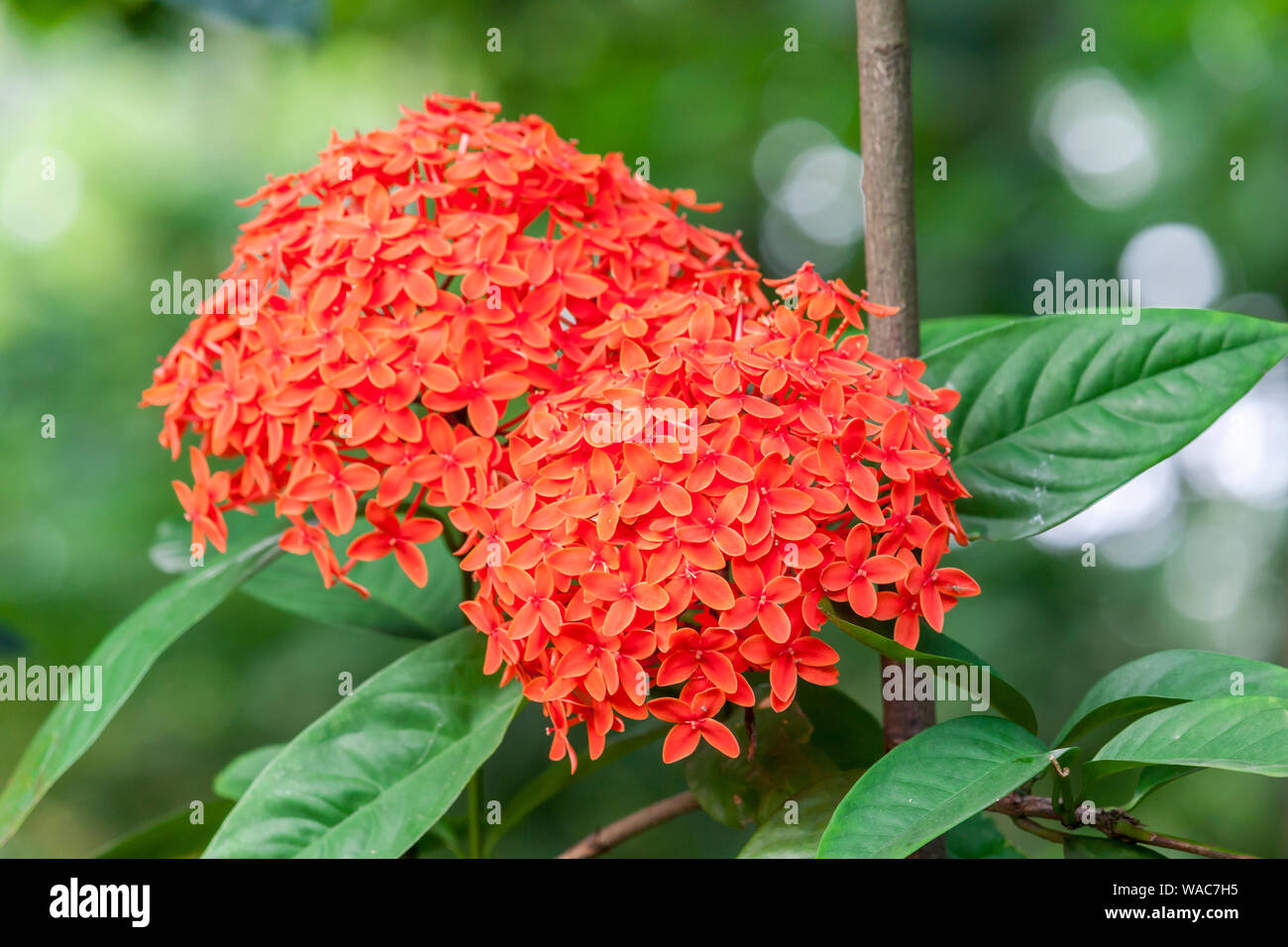 Ixora coccinea Flower Stock Photo