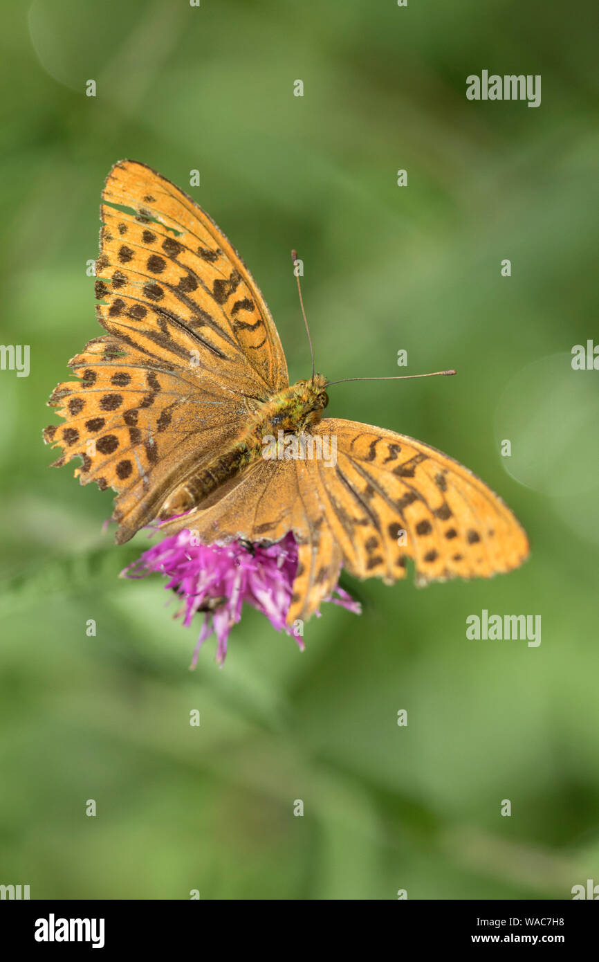 A rather tatty Silver-washed Fritillary butterfly 'Argynnini' bur still able to fly and find sector, England, UK Stock Photo