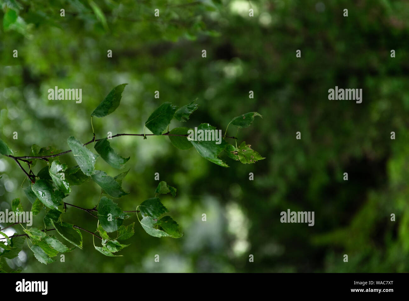 Green lush background. Tropical vegetation backdrop Stock Photo - Alamy