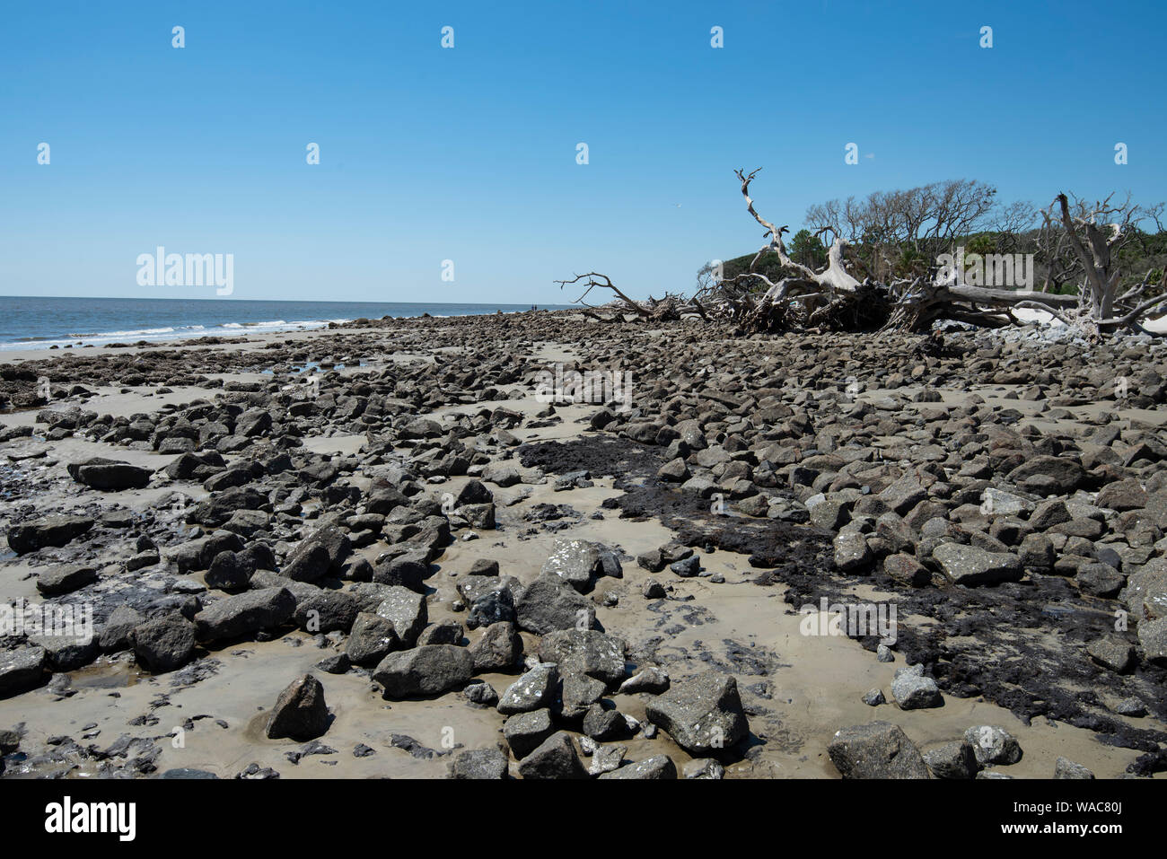 Driftwood Beach, Jekyll Island Stock Photo Alamy