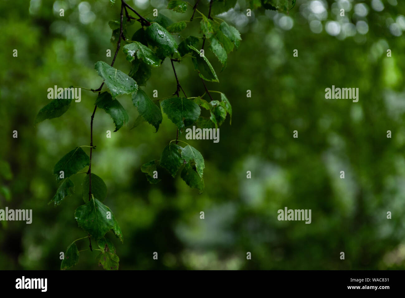Green lush background. Tropical vegetation backdrop Stock Photo - Alamy
