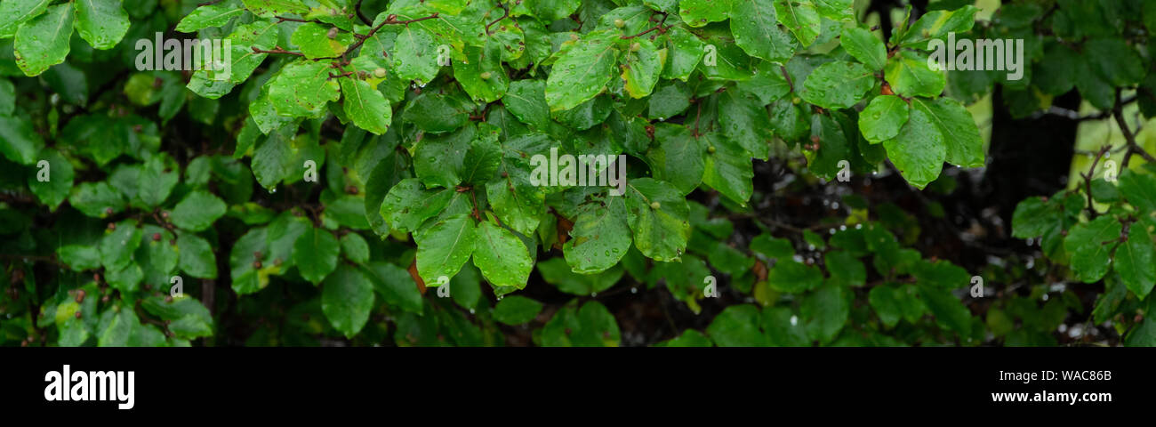 Green lush background. Tropical vegetation backdrop Stock Photo - Alamy