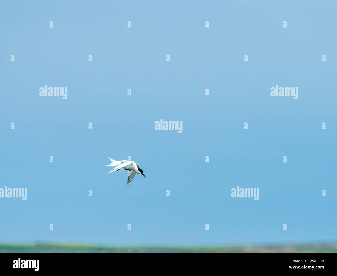 Sandwich Tern (Sterna sandvicensis) in flight Stock Photo