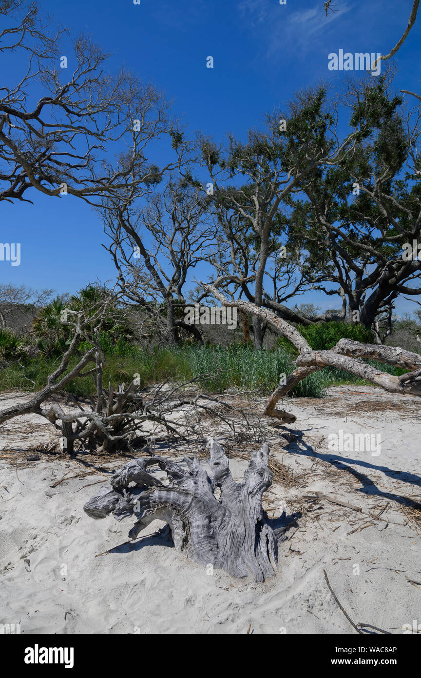 Driftwood Beach, Jekyll Island Stock Photo Alamy