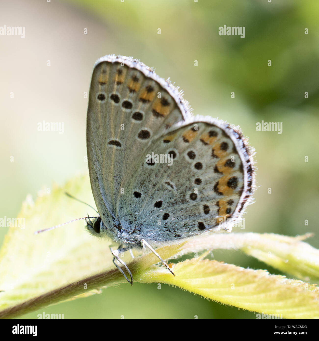 butterfly resting on wild flower Stock Photo - Alamy