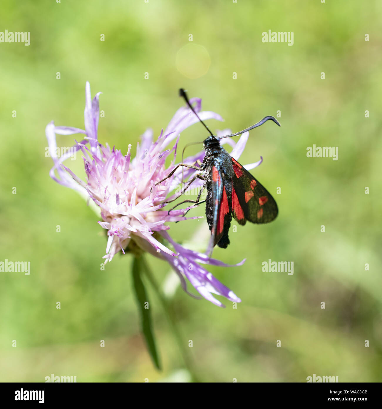 butterfly resting on wild flower Stock Photo - Alamy