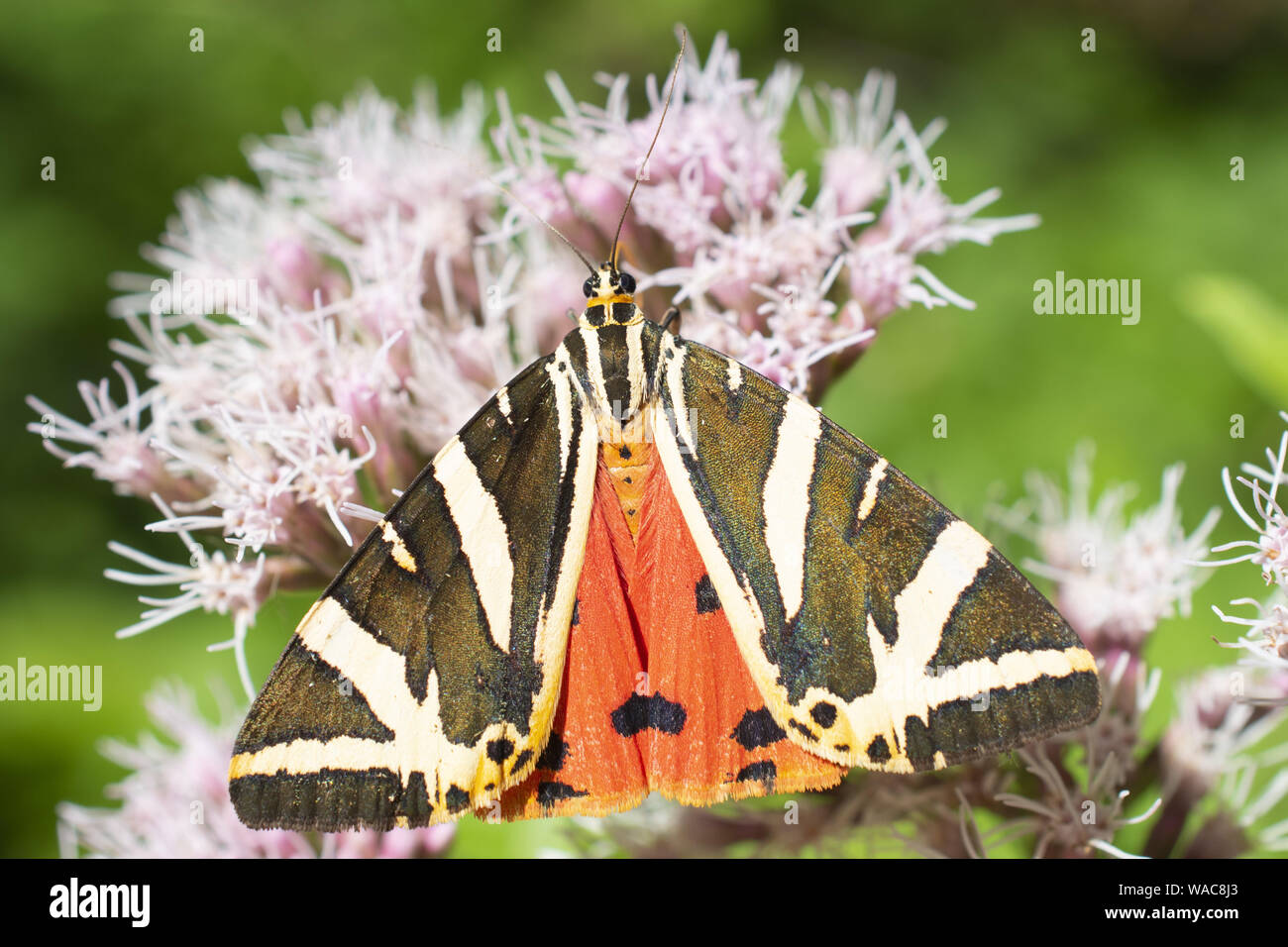 butterfly resting on wild flower Stock Photo - Alamy