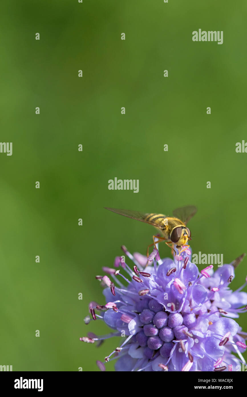 Wildflower meadow uk insects hi-res stock photography and images - Alamy
