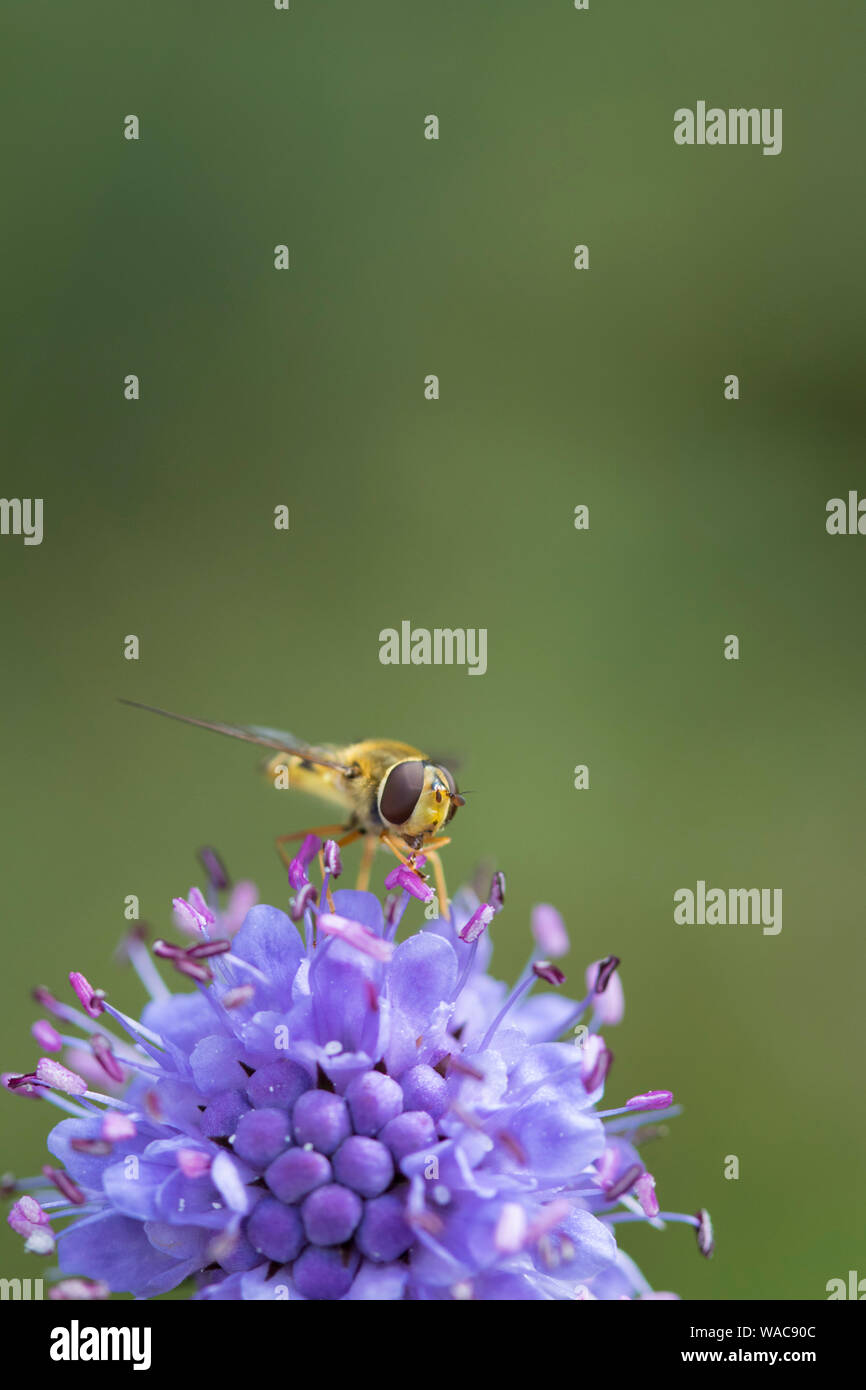Wildflower meadow uk insects hi-res stock photography and images - Alamy