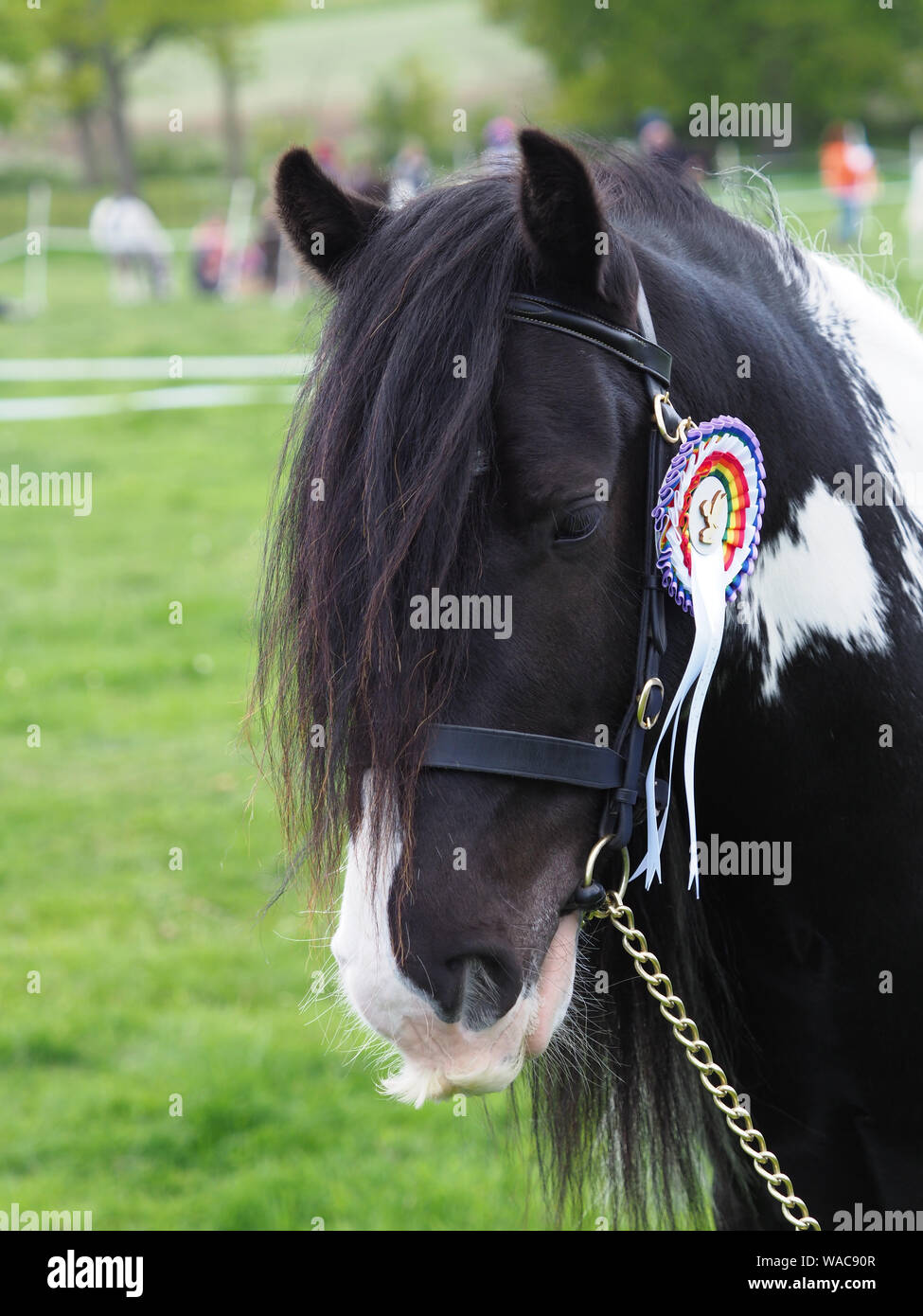 A head shot of a piebald tradional gypsy cob in the show ring Stock