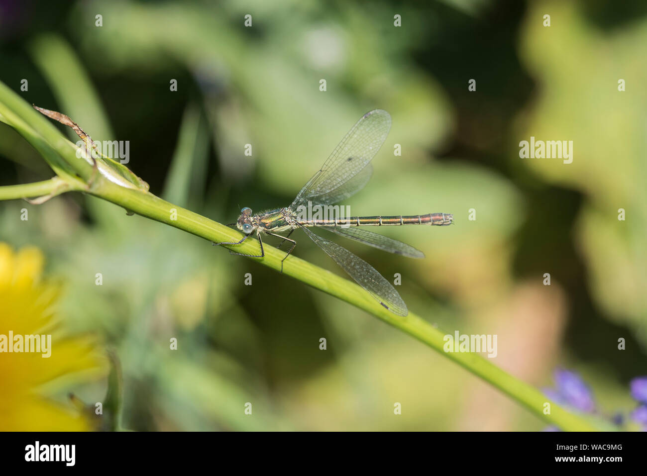 Common Emerald Damselfly (Lestes sponsa Stock Photo - Alamy