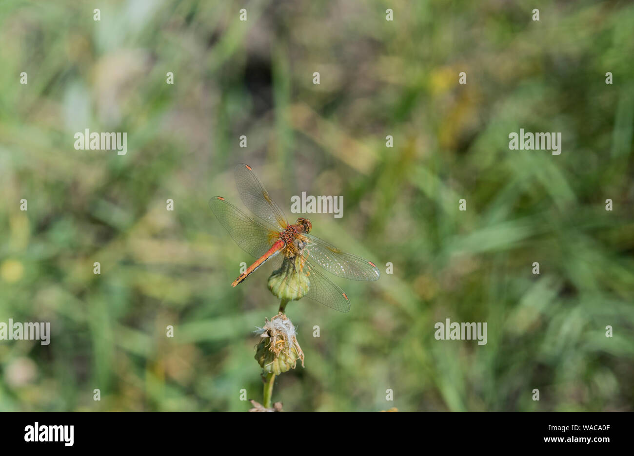 Yellow-winged Dragonfly (Sympetrum flaveolum Stock Photo - Alamy