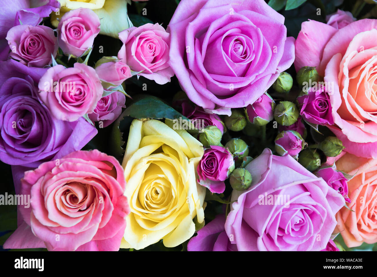 A Bouquet Of Delicate Yellow Lilac Pink Roses Background Blurred Gift Congratulations On The Wedding St Vadentin S Day Mother S Day Stock Photo Alamy