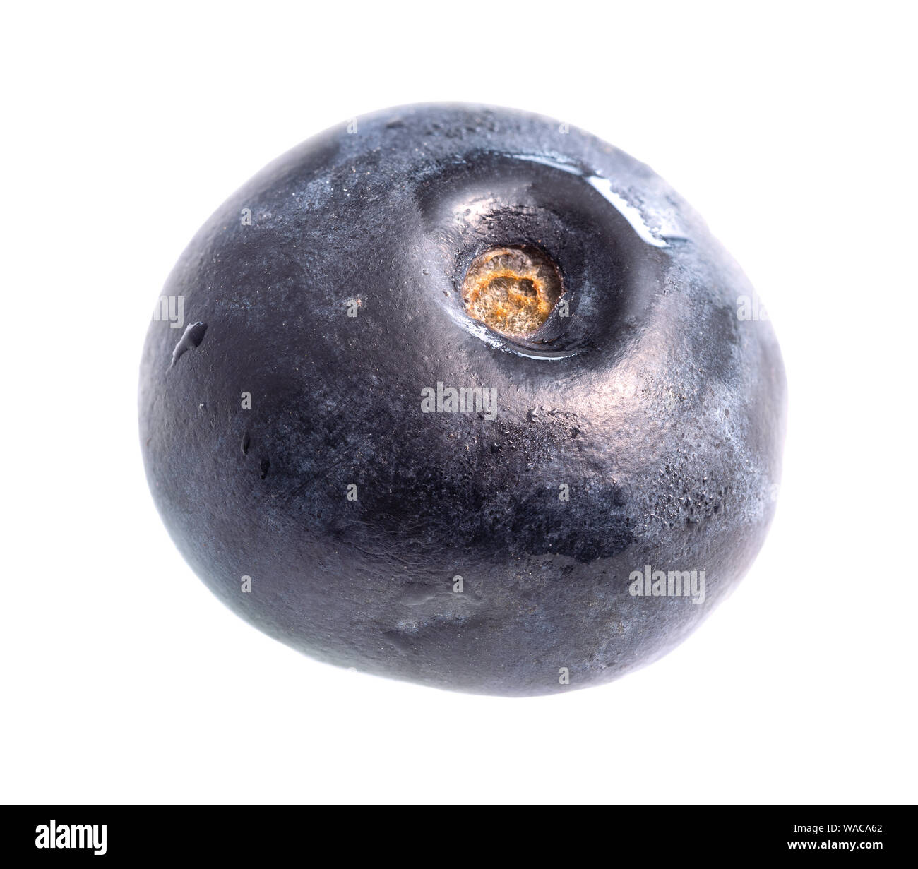 single fresh blueberry cutout on white background Stock Photo