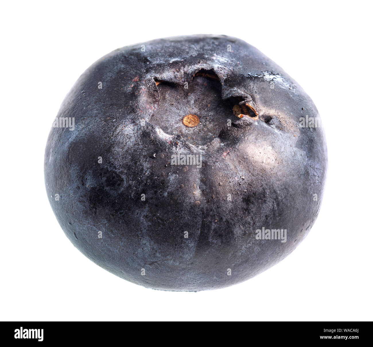 single fresh blueberry fruit cutout on white background Stock Photo