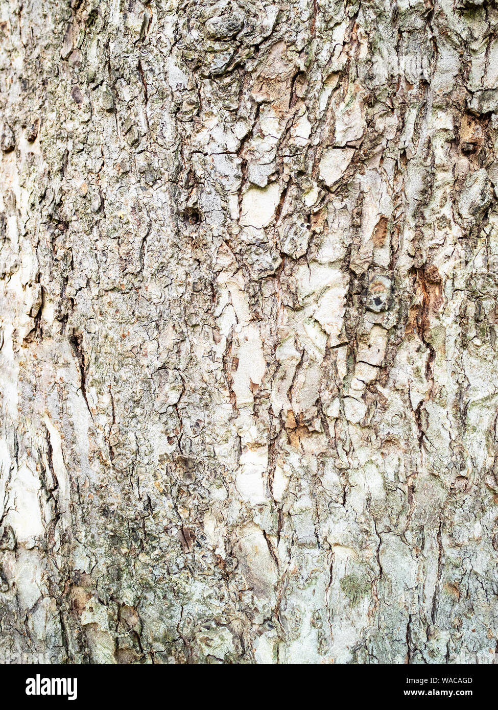 vertical natural background - bark of mature elm tree (ulmus laevis, russian elm) close-up Stock Photo