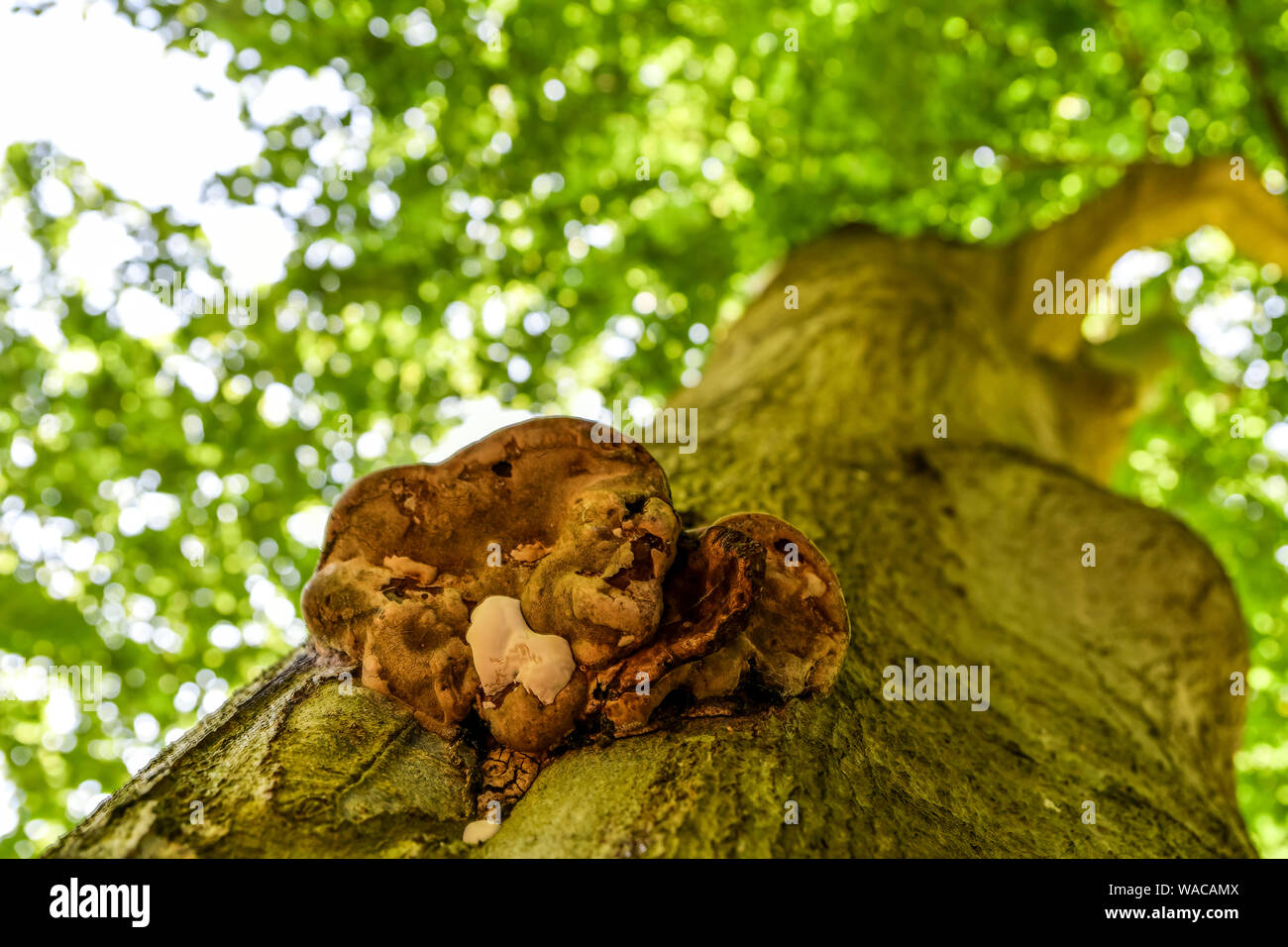 Blenheim Palace. Old tree with mushroom / fungal growth. Looking up at tree canopy. Woodstock, Oxfordshire, England, United Kingdom. Stock Photo