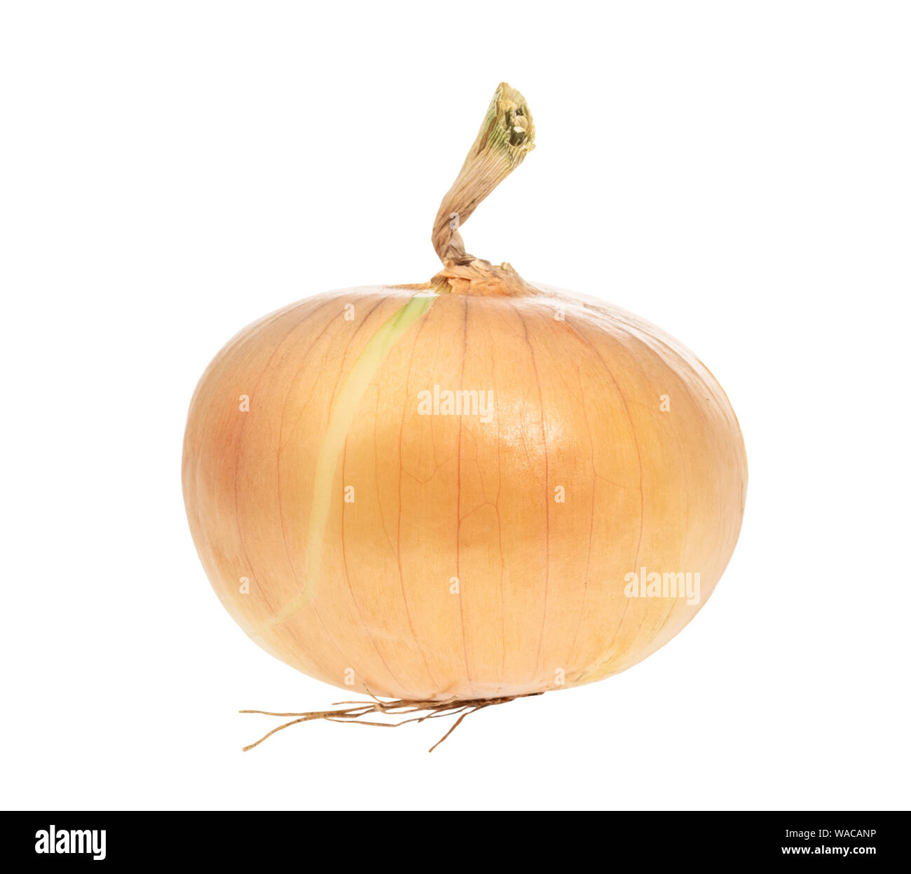 fresh bulb onion cutout on white background Stock Photo