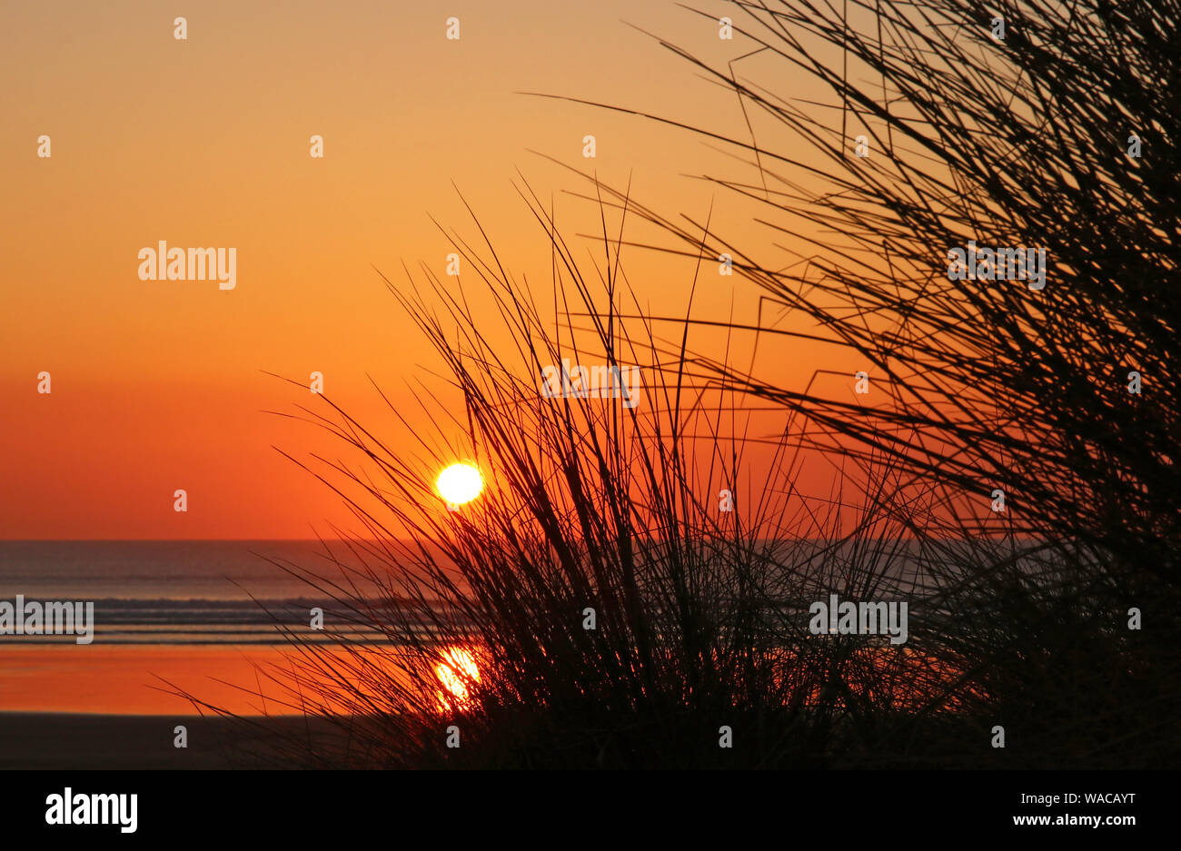 Stunning sunset on a sandy beach with soft Marram grass blowing in the foreground Stock Photo