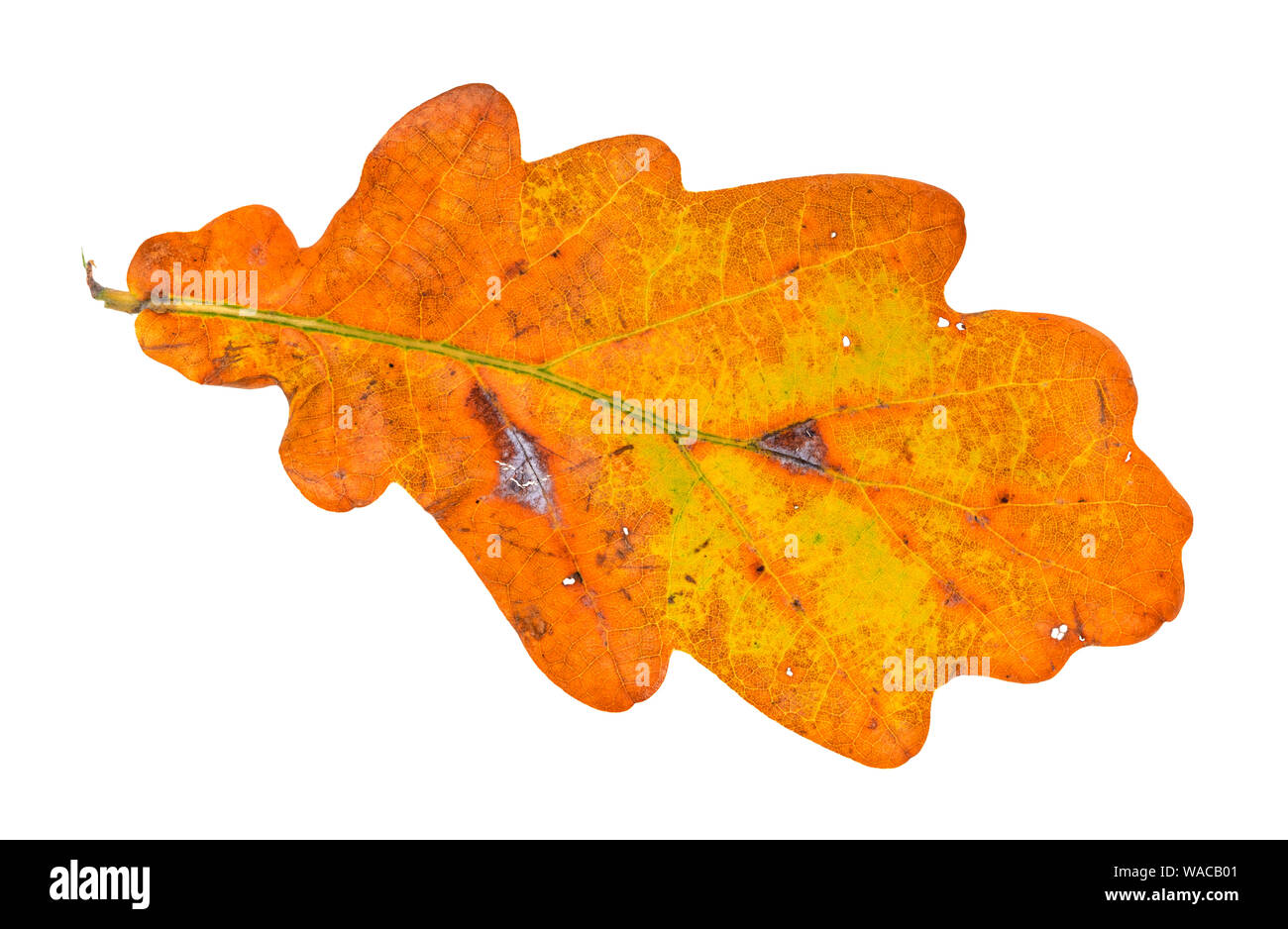 fallen orange oak leaf cutout on white background Stock Photo
