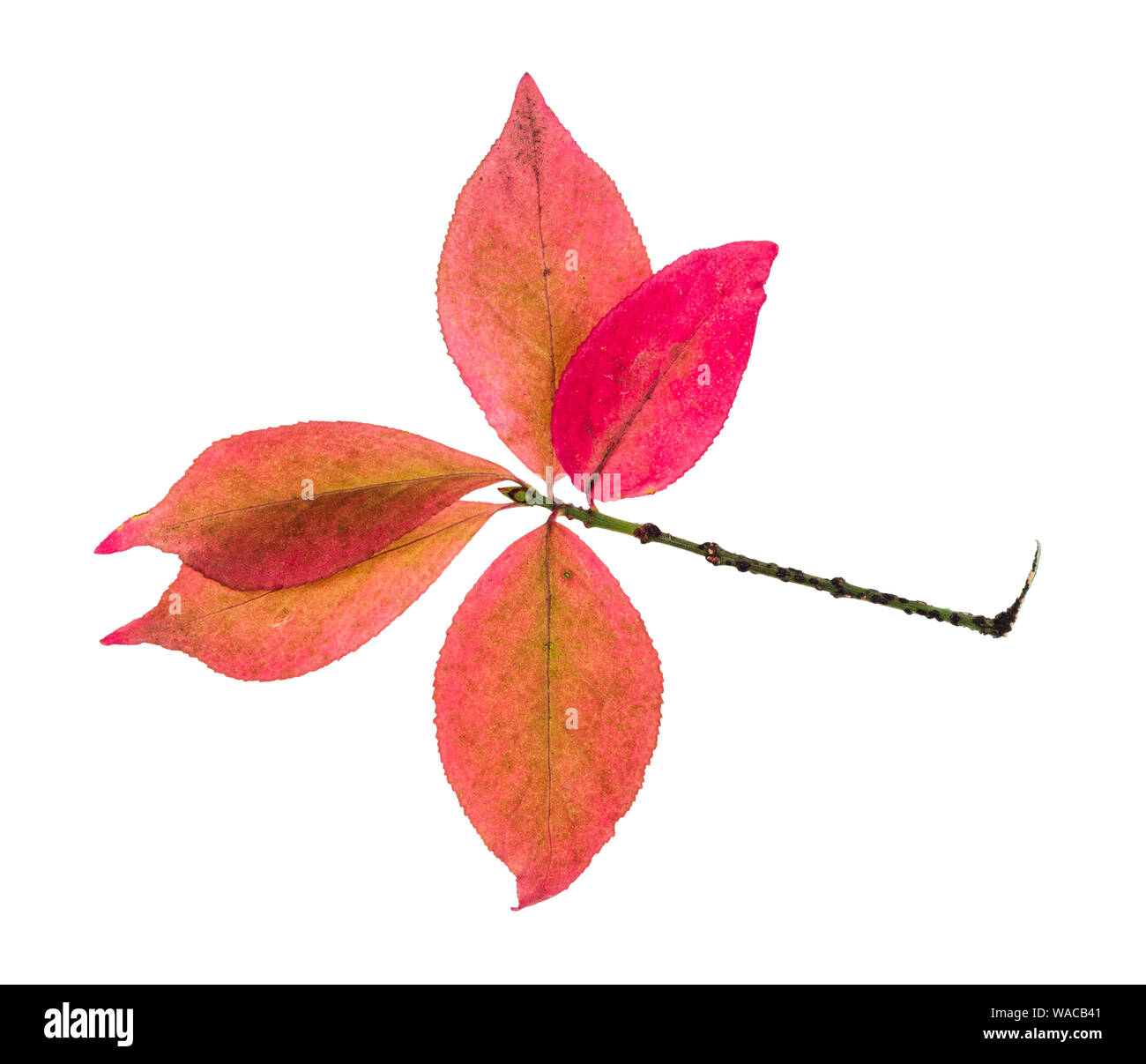 twig with pink leaves of Euonymus shrub in autumn cutout on white background Stock Photo