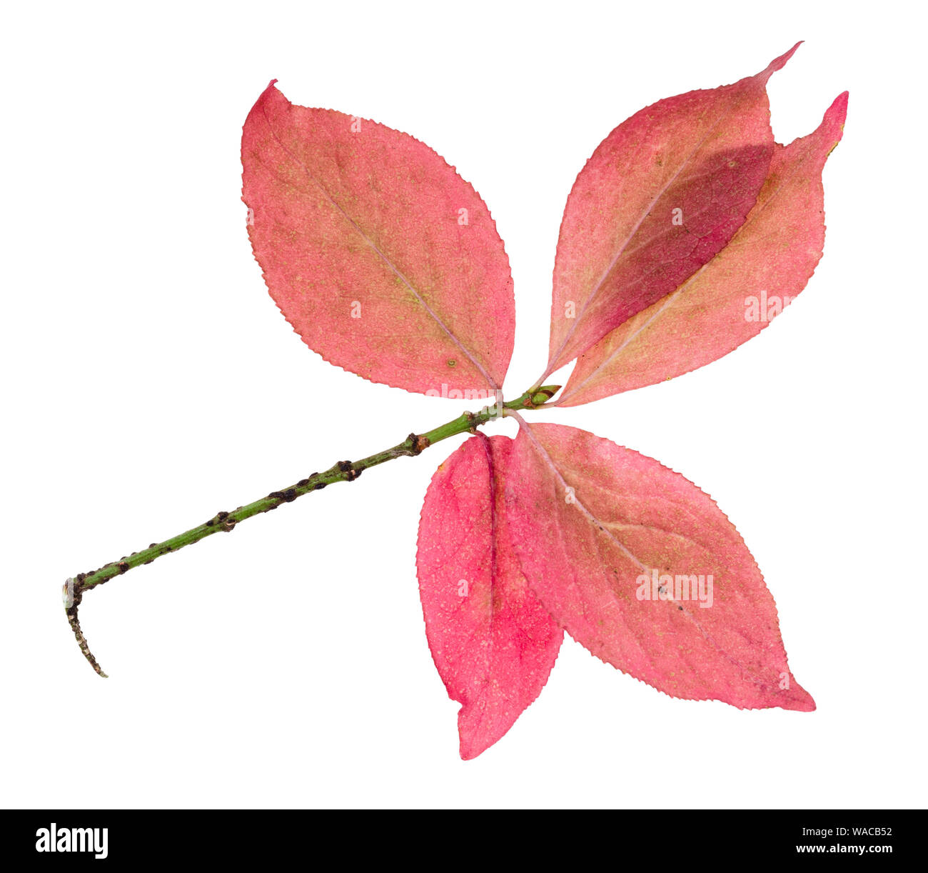 pink leaves of Euonymus shrub on twig in autumn cutout on white background Stock Photo