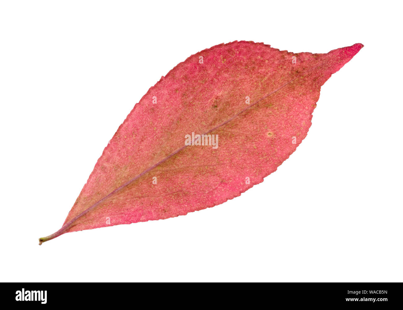 back side of fallen pink leaf of euonymus plant cutout on white background Stock Photo