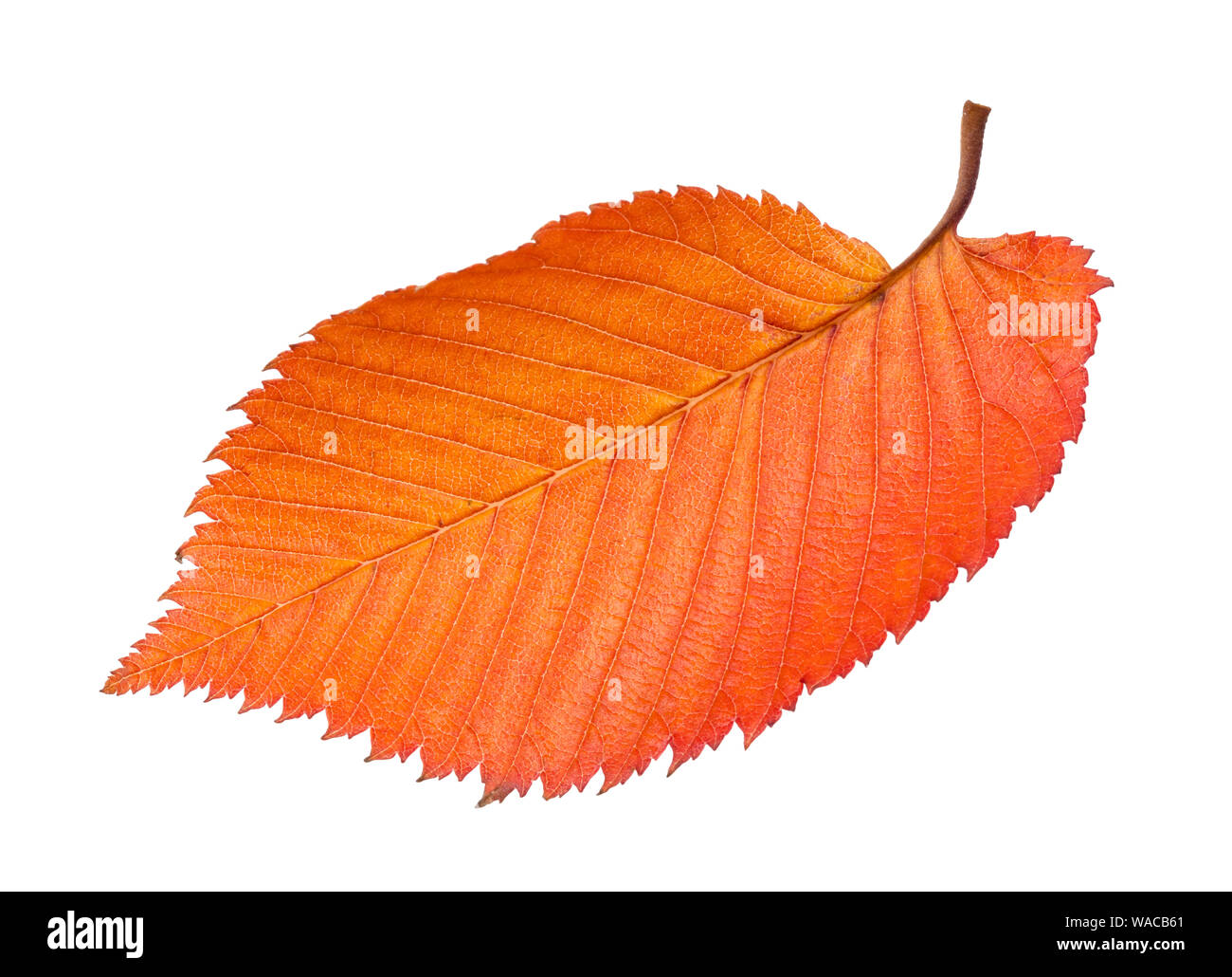 fallen orange leaf of elm tree cutout on white background Stock Photo
