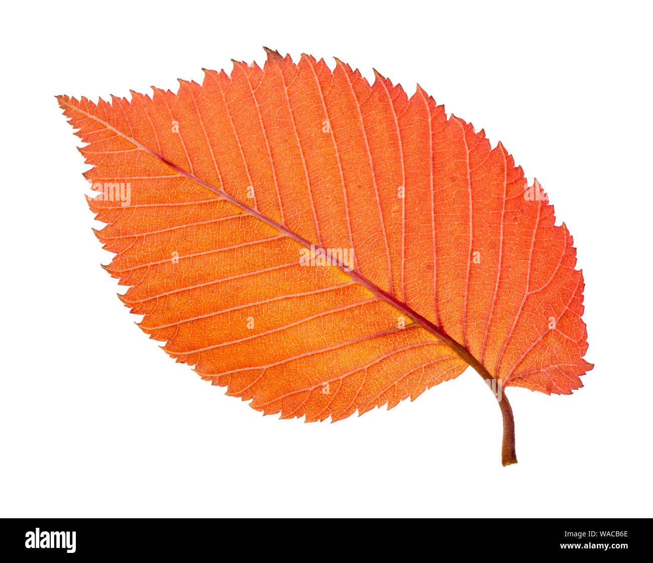 back side of fallen orange leaf of elm tree cutout on white background Stock Photo