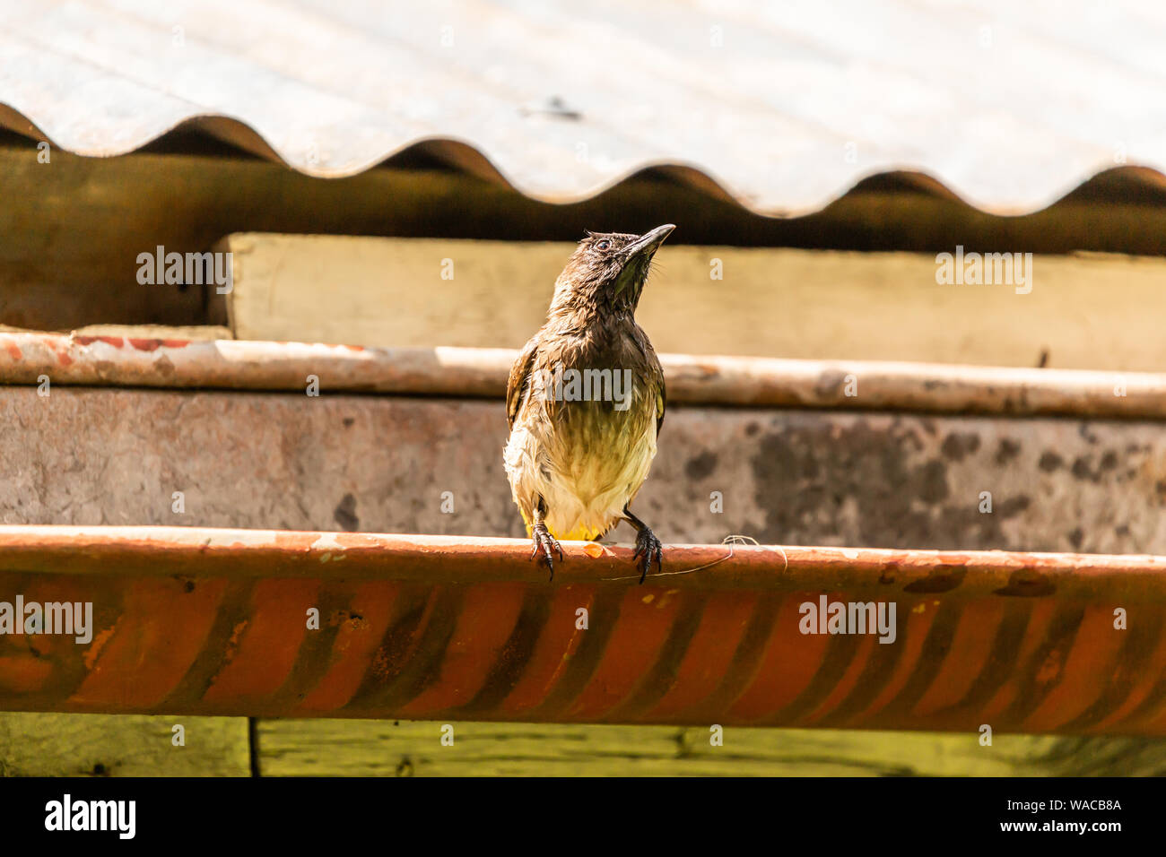 Colour wildlife photograph of wet common Bulbul bird perched on