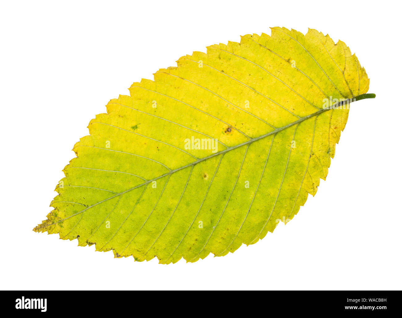 fallen yellow and green leaf of elm tree cutout on white background Stock Photo