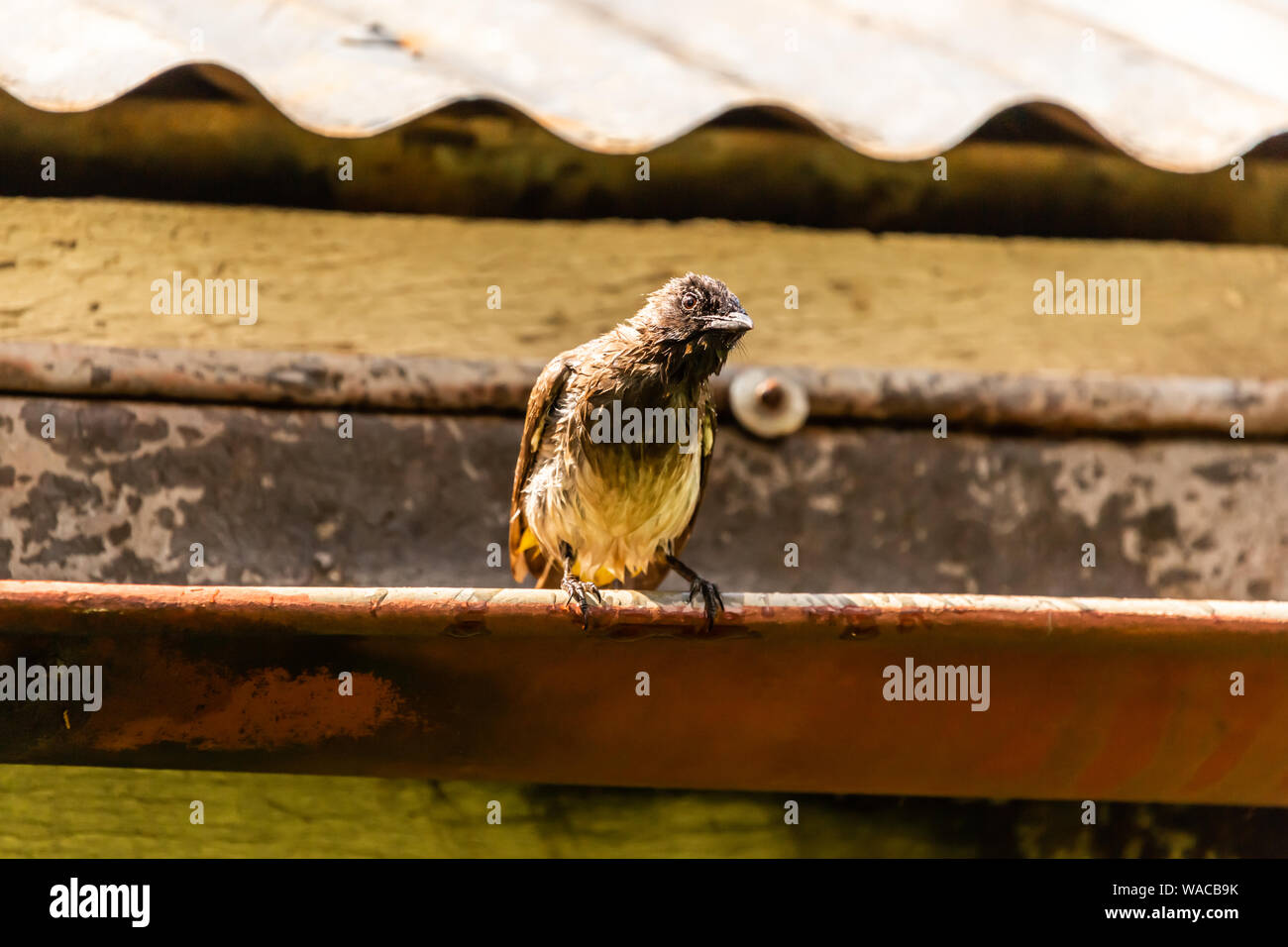 Colour wildlife photograph of wet common Bulbul bird perched on guttering after enjoying its bird bath looking at camera, taken in Kenya. Stock Photo