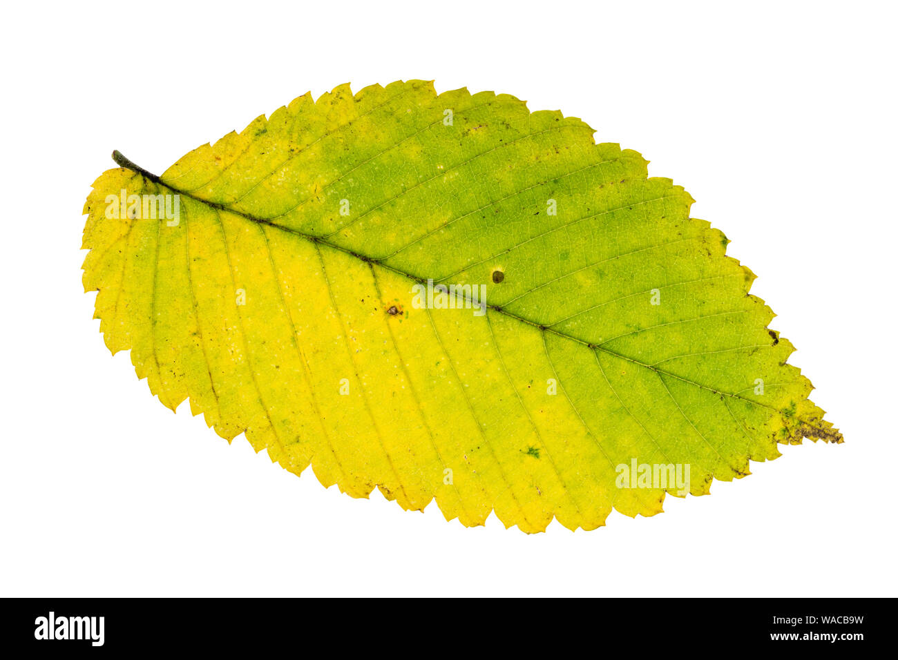 autumn yellow and green leaf of elm tree cutout on white background Stock Photo