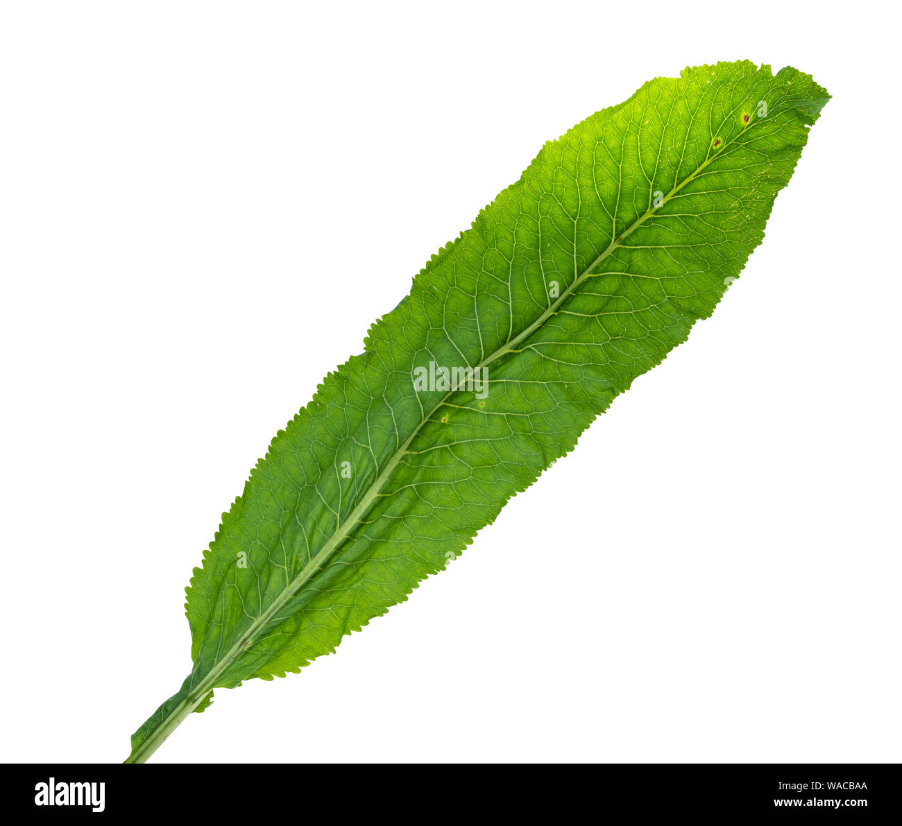 fresh green leaf of horseradish cutout on white background Stock Photo