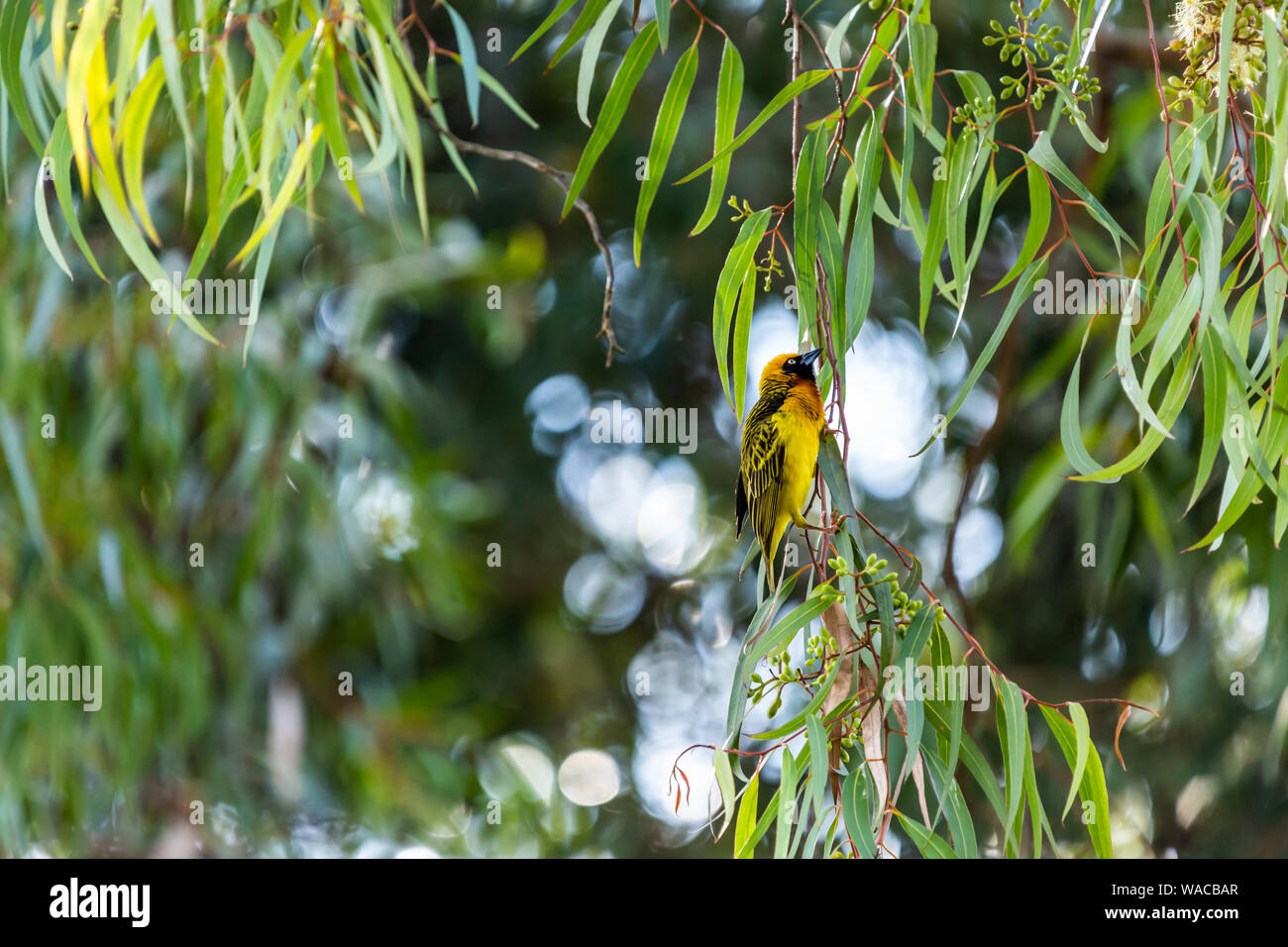 Colour wildlife photograph of uphigh Speke’s weaver bird hanging on