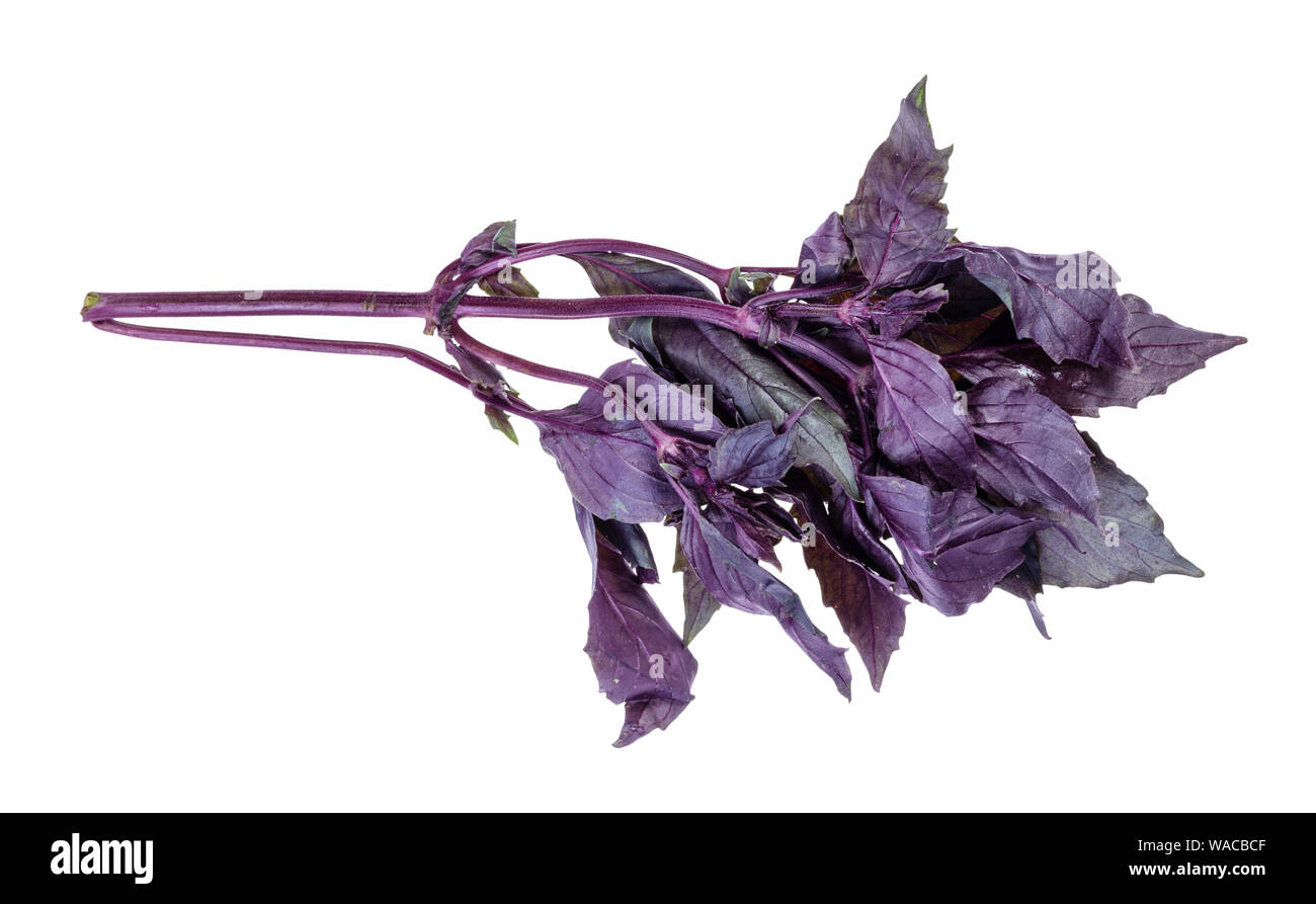 twig of fresh dark purple basil cutout on white background Stock Photo