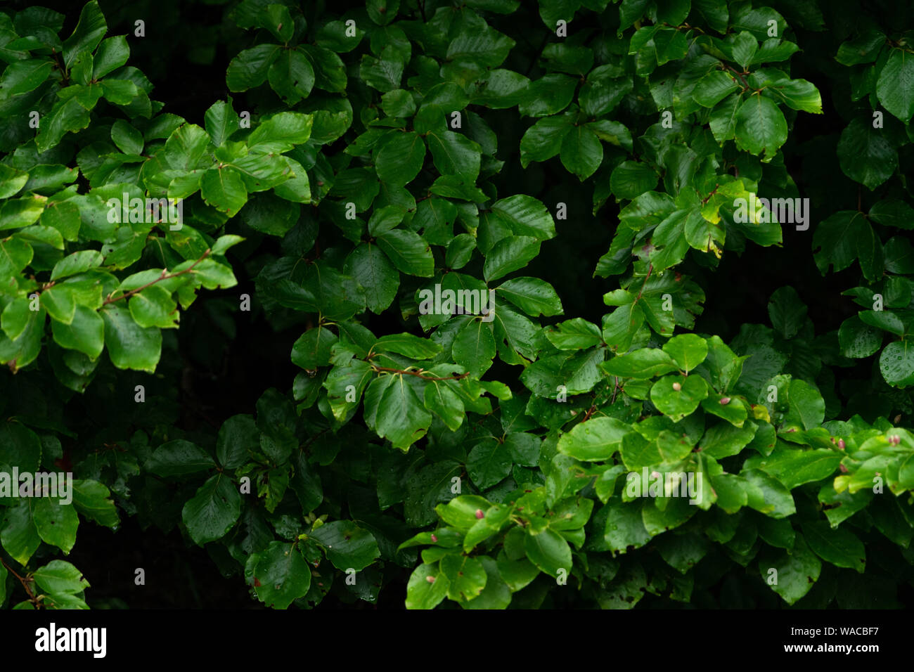 Green lush background. Tropical vegetation backdrop Stock Photo - Alamy