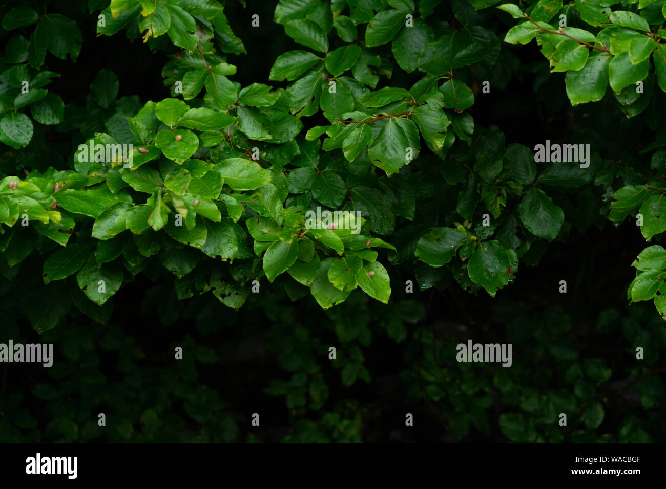 Green lush background. Tropical vegetation backdrop Stock Photo - Alamy